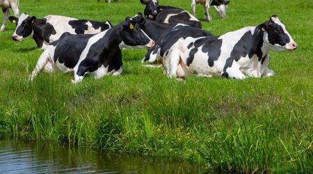 Land- und forstwirtschaftliche Dienstleistungen